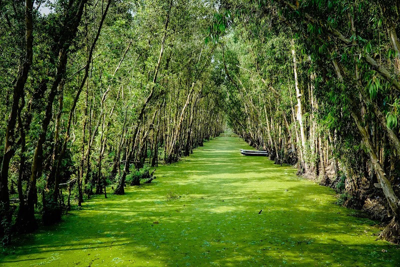 Tra Su Cajuput Forest - Tra Su Cajuput Forest, Ấp Văn Trà, An Cư, An Giang 884000, Vietnam