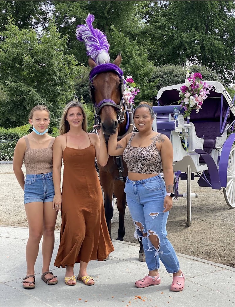 NYC Central Park Horse Carriage Rides since 1858 - NYC Central Park Horse Carriage Rides since 1858 7th Ave & 59th Street, 180 Central Park S Drive, New York, NY 10019, USA