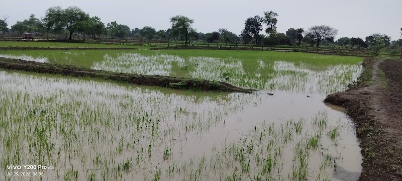 Durga bai pingle krishi farm_Shingweker baai baada - Durga bai pingle krishi farm_Shingweker baai baada, HW9G+VCF, Tilda, Chhattisgarh 493195, India