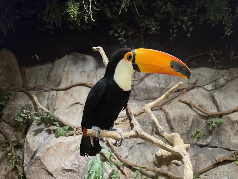 Zoolung Zoolung