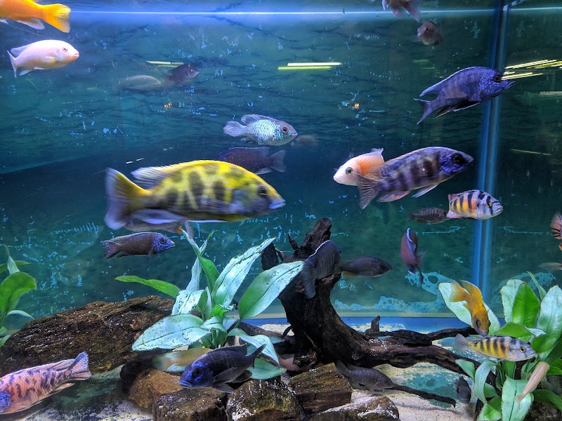 Fish Land - Fish Land, 184, Zonal Market, Sector 10, Bhilai, Chhattisgarh 490006, India