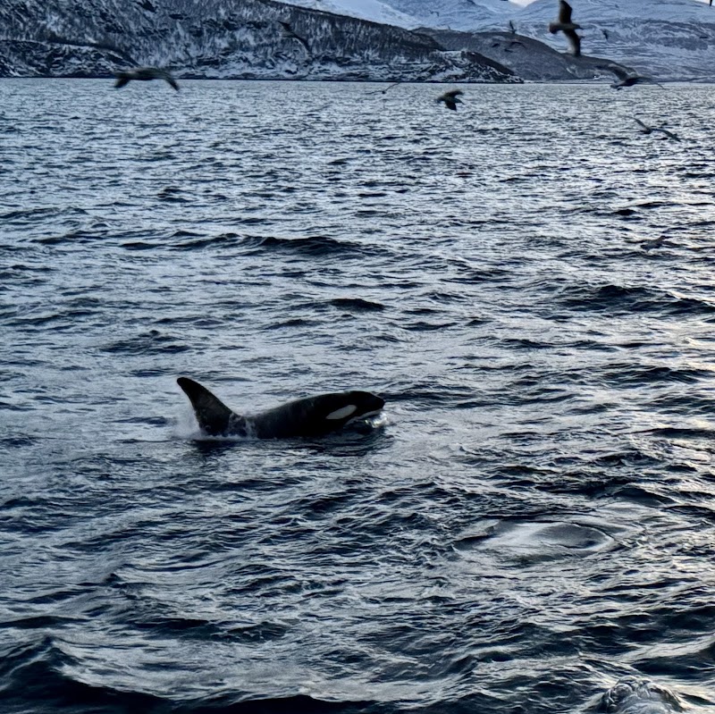 Rødne Fjord Cruise whale safari and Northern Lights cruise - Rødne Fjord Cruise whale safari and Northern Lights cruise Nerstranda, 4008 Tromsø, Norway
