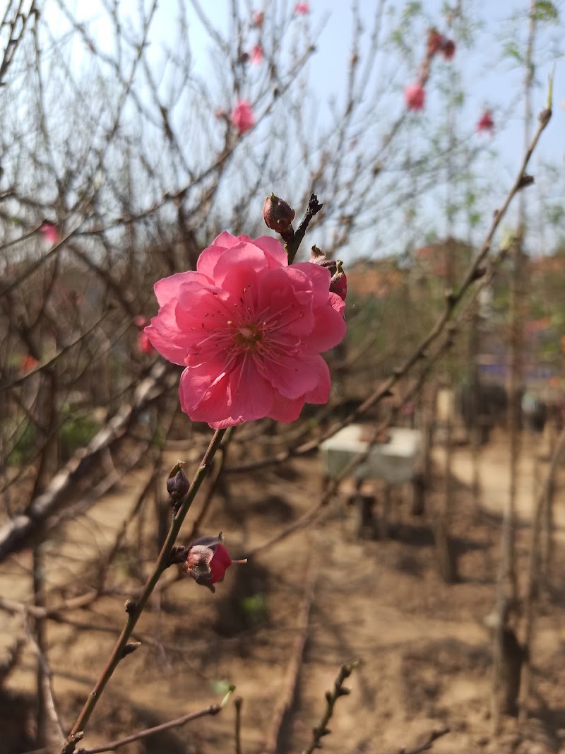 Vườn Đào Phương Bắc - Vườn Đào Phương Bắc, 374 Đ. Âu Cơ, Hồng Hà, Hà Nội 100000, Vietnam