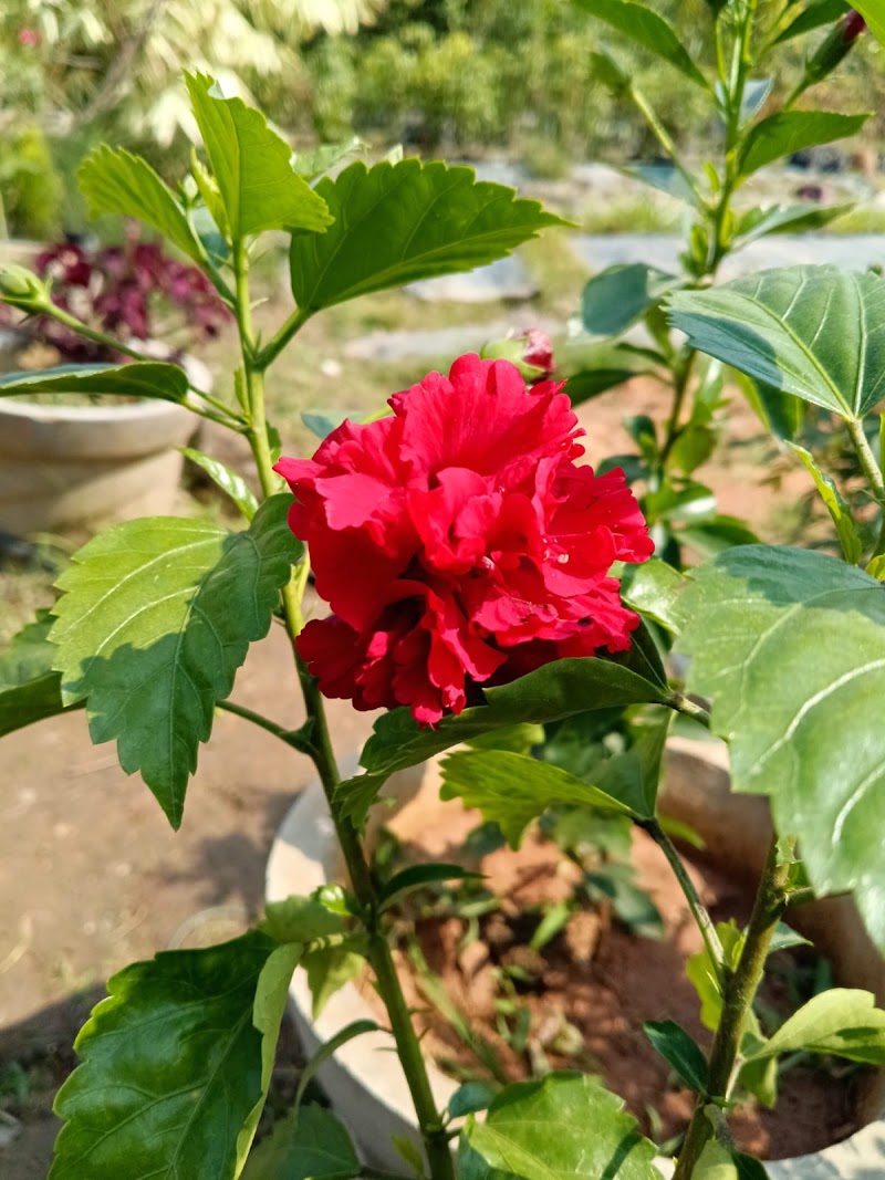 Shree Natram Rose Nursery - Shree Natram Rose Nursery, 8MX5+3P5, Bargarh, Odisha 768040, India