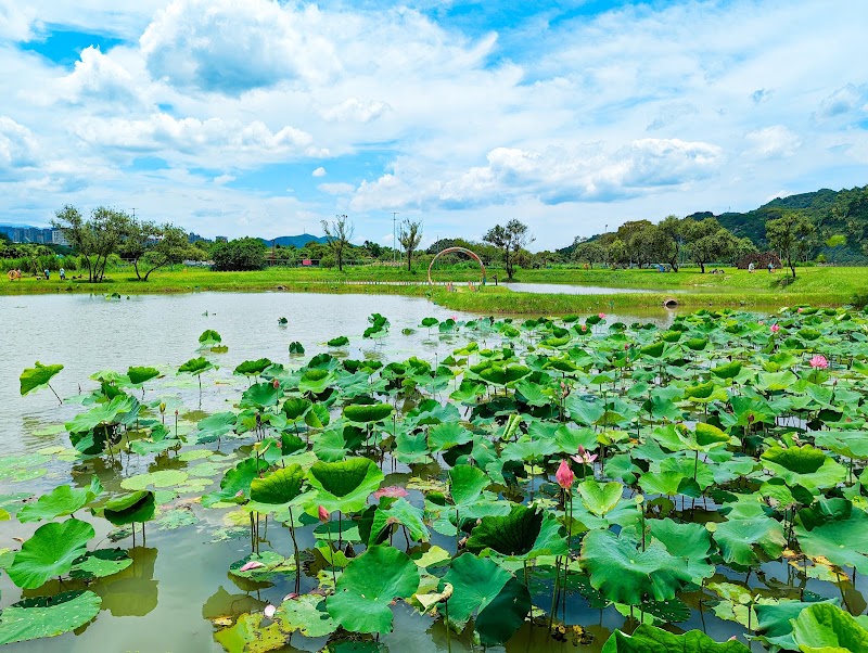 Shanjia Lotus Pond