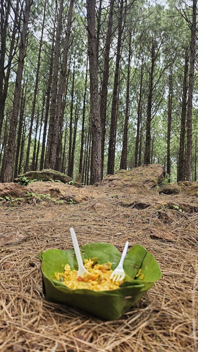Pine Forest Koel View Point - Pine Forest Koel View Point F7PG+9X5 Koel View Point, Netarhat, Jharkhand 835218, India