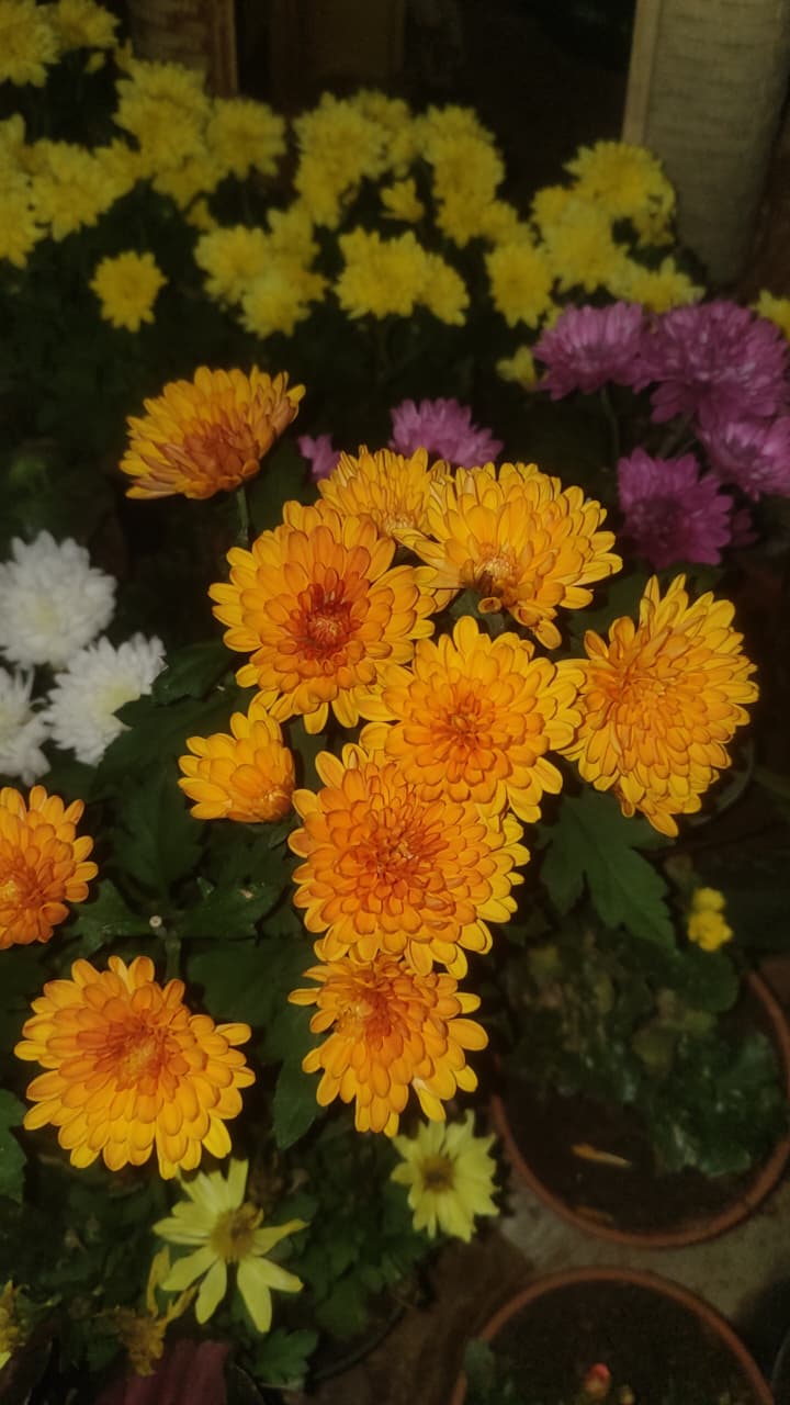 Vriksh Valley - Vriksh Valley, Jayanti -17, Vastu Vihar, 2nd Gully Ghumla, Khunti Road, Vastu Vihar, Kalamati, Ranchi, Hardag, Jharkhand 835221, India