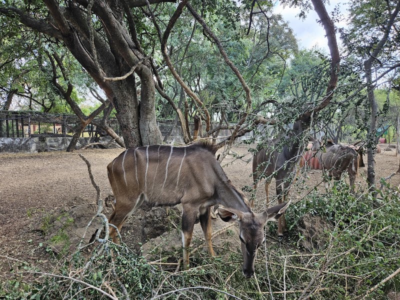 Chipangali Wildlife Orphanage - Chipangali Wildlife Orphanage, gwanda road, Bushtick, Zimbabwe