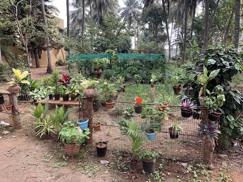 Roys Nursery Farm : Plant nursery In Mysuru. - Roys Nursery Farm : Plant nursery In Mysuru., 191, Naguvanahalli, Road, Old, Hale Kesare, Mysuru, Karnataka 570019, India