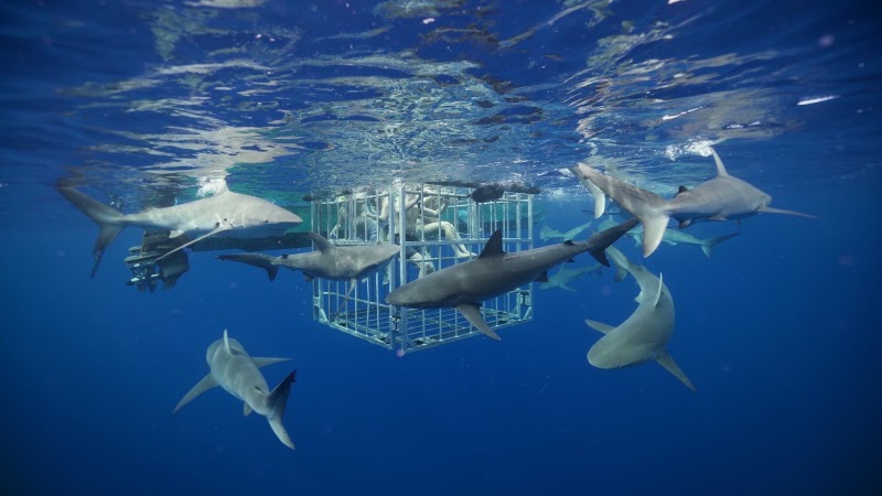 Haleiwa Shark Tours