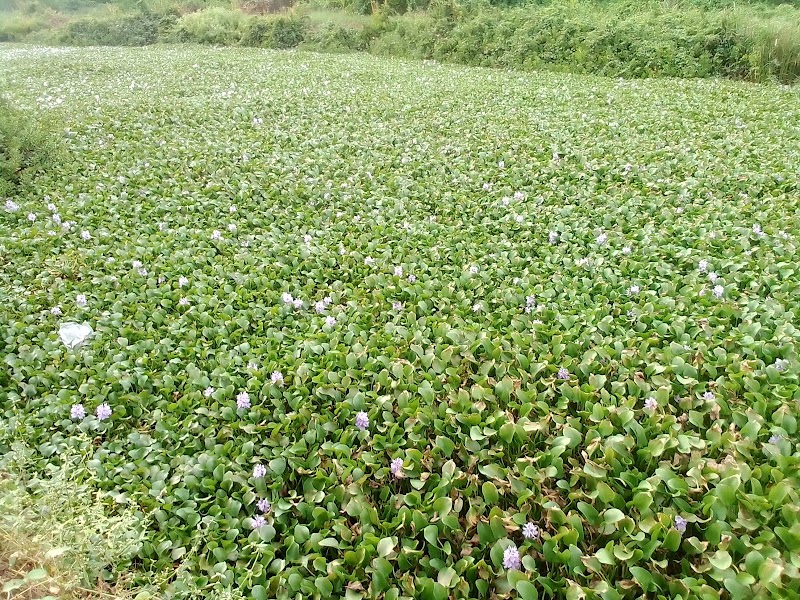 Moide - Moide, Goa, India