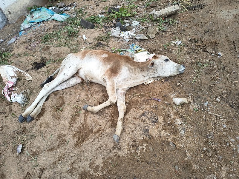 Sanidev gau seva dham - Sanidev gau seva dham, 24R8+CCH, Bilaspur, Chhattisgarh 495003, India