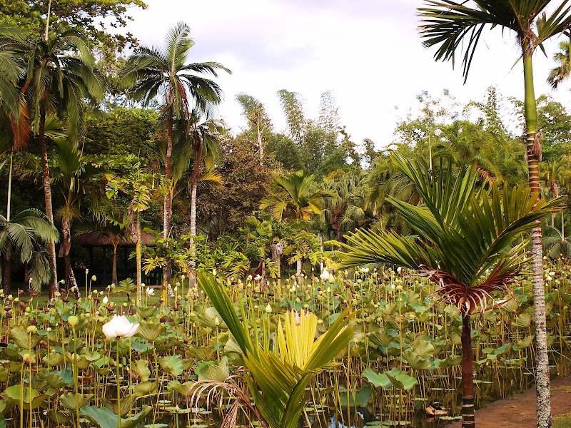 Pamplemousses - Pamplemousses, Mauritius