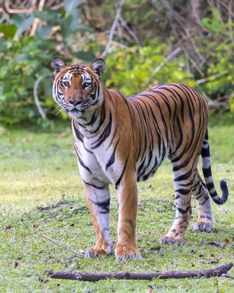 Kakanakote Safari Center, Dammanakatte Mysuru - Kakanakote Safari Center, Dammanakatte Mysuru, 2774+FP2, SH 33, Manchegowdanahalli, Antharasanthe, Karnataka 571114, India