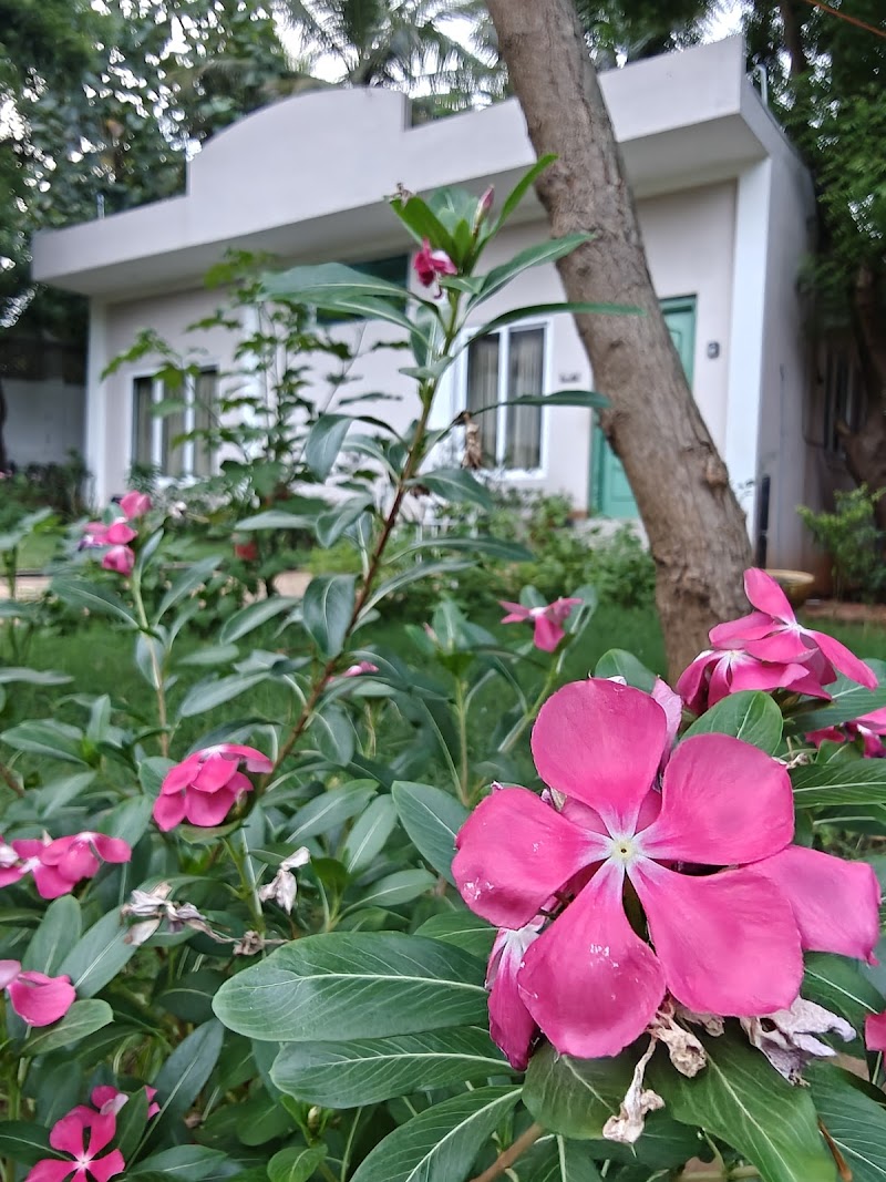 Whiskers nook - Whiskers nook, RS 105/106, Mettu St, Pappireddipatti, Chinna Kalapet, Kalapet, Puducherry 605014, India