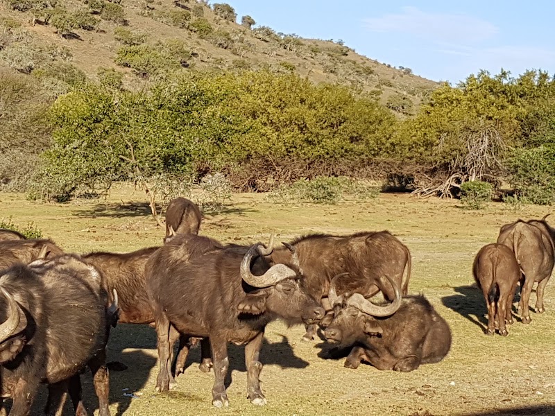 Addo Elephant National Park - Addo Elephant National Park South Africa