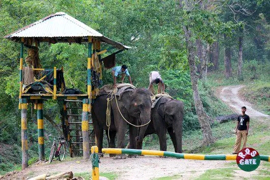 Gorumara National Park - Gorumara National Park, Jalpaiguri, West Bengal 735101, India