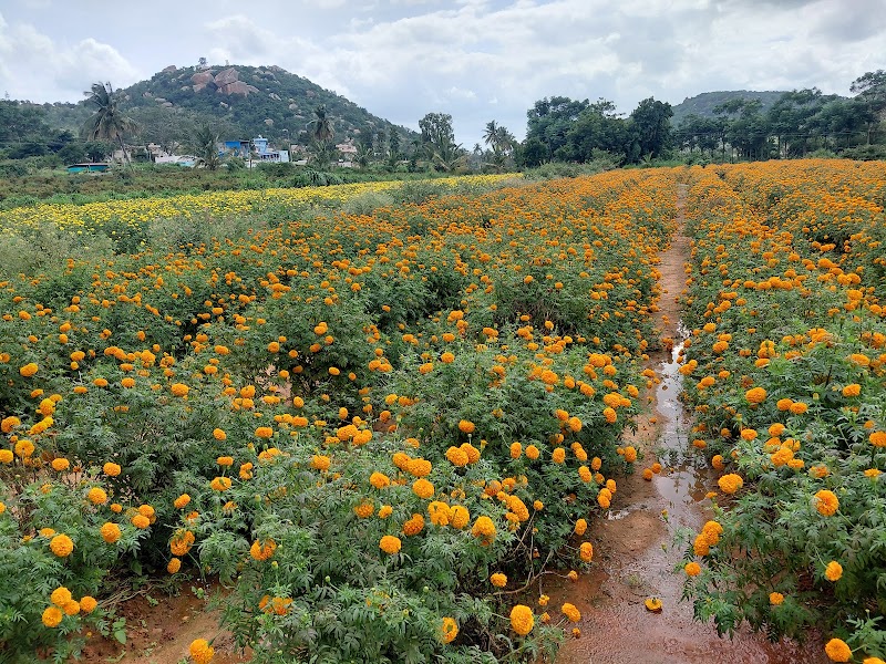 Sir M.Vishweshwarayya Memorial Park - Sir M.Vishweshwarayya Memorial Park, CM5V+8V7, Muddenahalli, Karnataka 562103, India