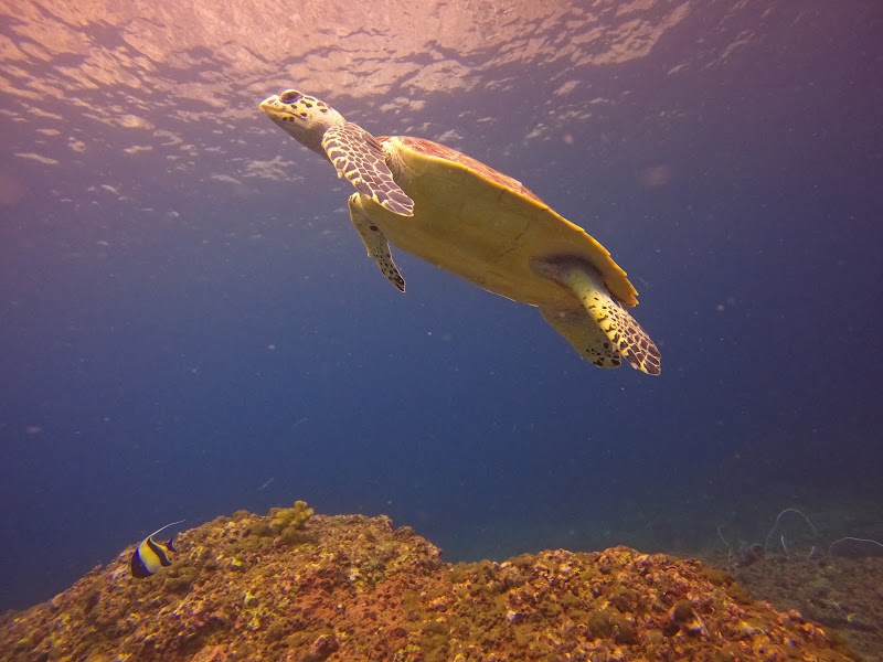 Darling Divers Phuket - Darling Divers Phuket 45, T 8 Soi Jaofa 39, Tambon Chalong, Amphoe Mueang Phuket, Chang Wat Phuket 83000, Thailand
