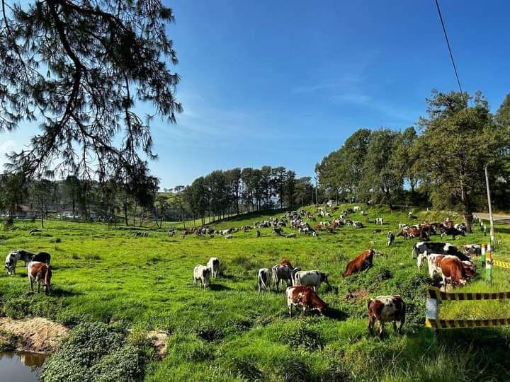 Ambewela - Ambewela, Sri Lanka