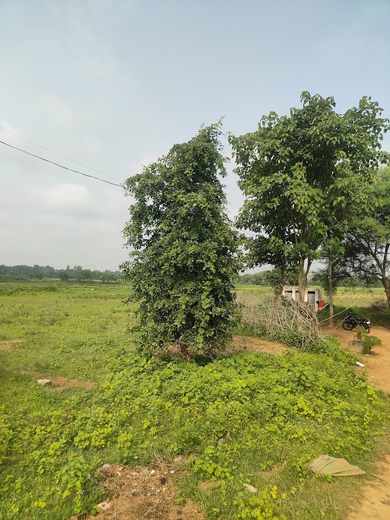 JP FISH AND FISH SEEDS FARM - JP FISH AND FISH SEEDS FARM, Ch, Bhalumunda, Chhatrang, Odisha 767060, India