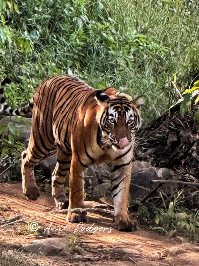 Sariska Jungle Safari Booking (Sariska)