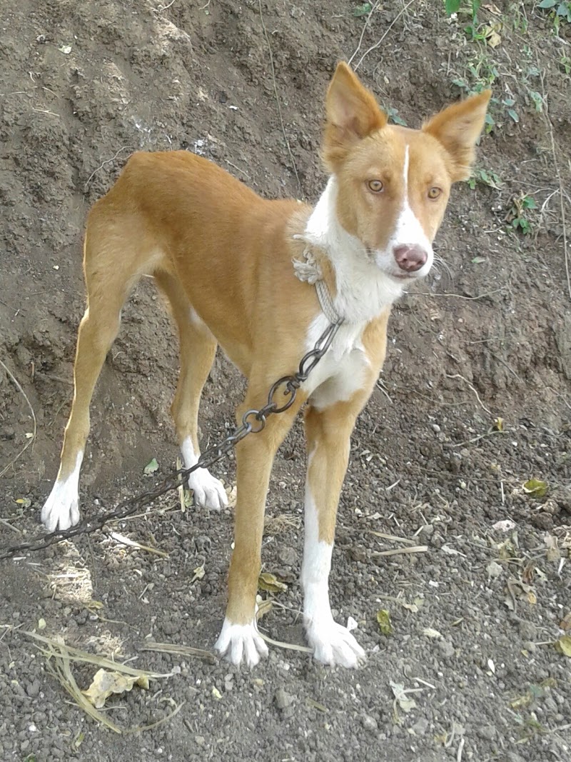 Nagad - Nagad Nagad, Maharashtra 431103, India