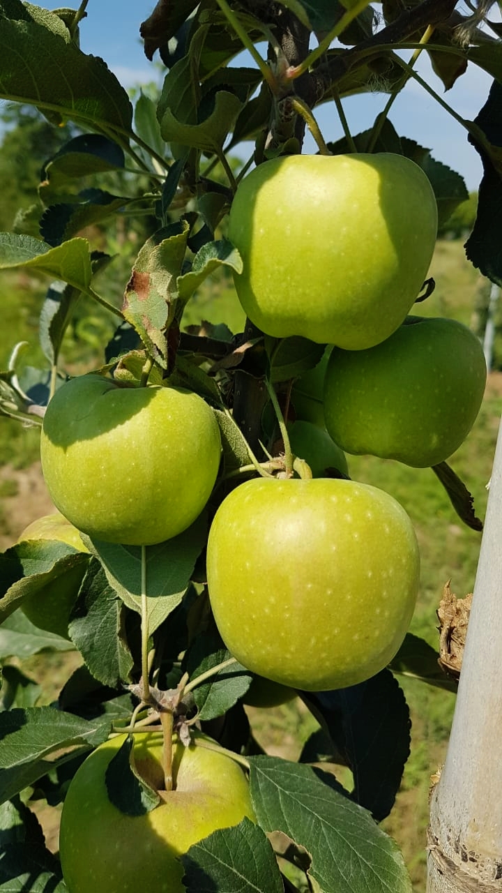 PANDAV APPLE ORCHARD - PANDAV APPLE ORCHARD, Pandav Niwas,VPO Sullah, Sullah, Majhakra, Himachal Pradesh 176085, India