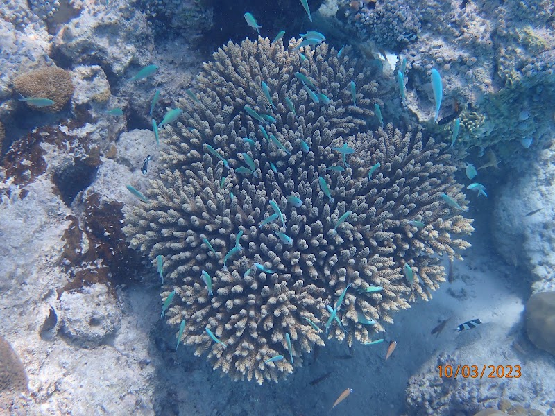 Sandbank Rasdhoo - Sandbank Rasdhoo, 7292+VG, Rasdhoo, Maldives