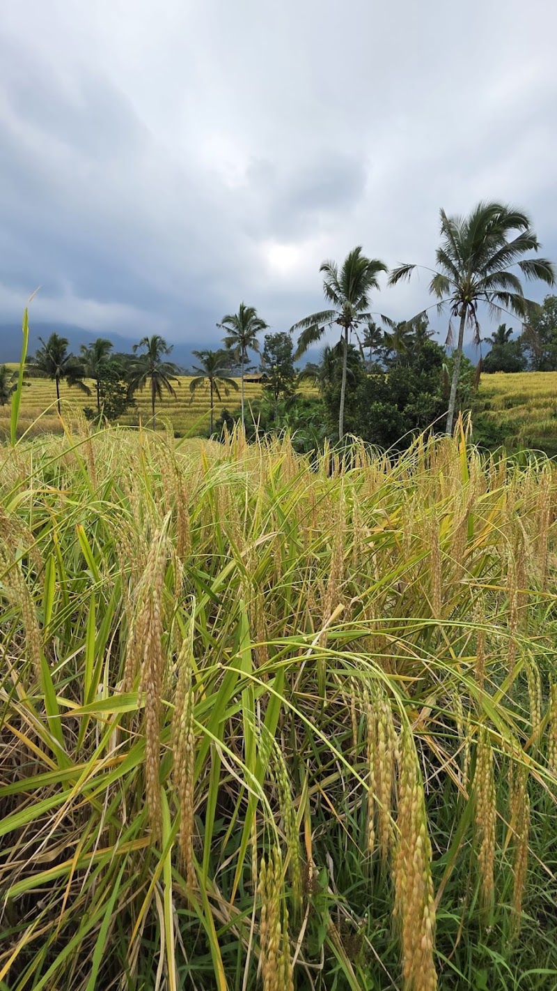 Ubud Sayan Private Driver & Tour - Ubud Sayan Private Driver & Tour, BD Jl. Sindu, Sayan, Kecamatan Ubud, Kabupaten Gianyar, Bali 80571, Indonesia