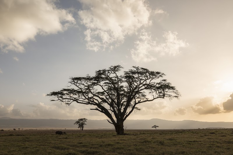 Elewana Kifaru House - Elewana Kifaru House, 6FF7+3W, Muchiene, Kenya