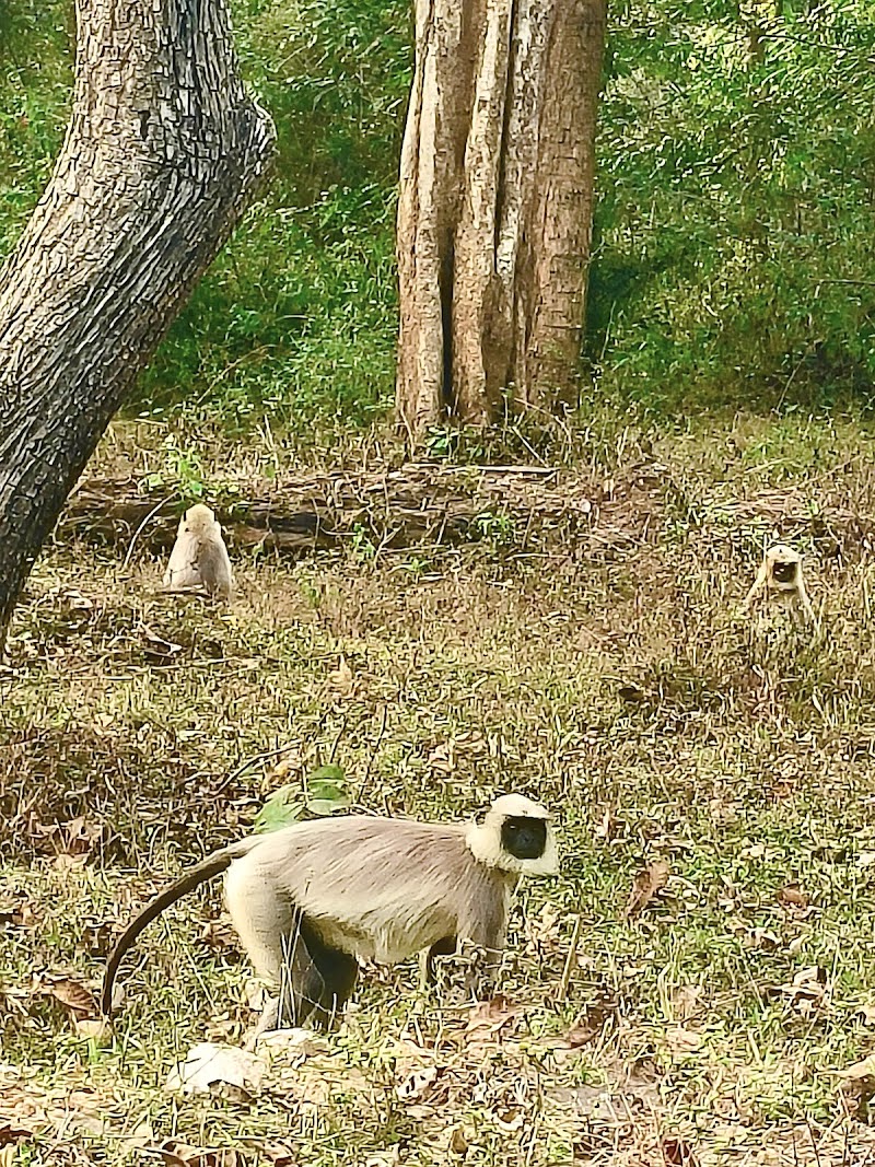 Nagarhole Safari Booking - Nagarhole Safari Booking, post office Safari point, Nagarhole Rd, Karnataka 571106, India