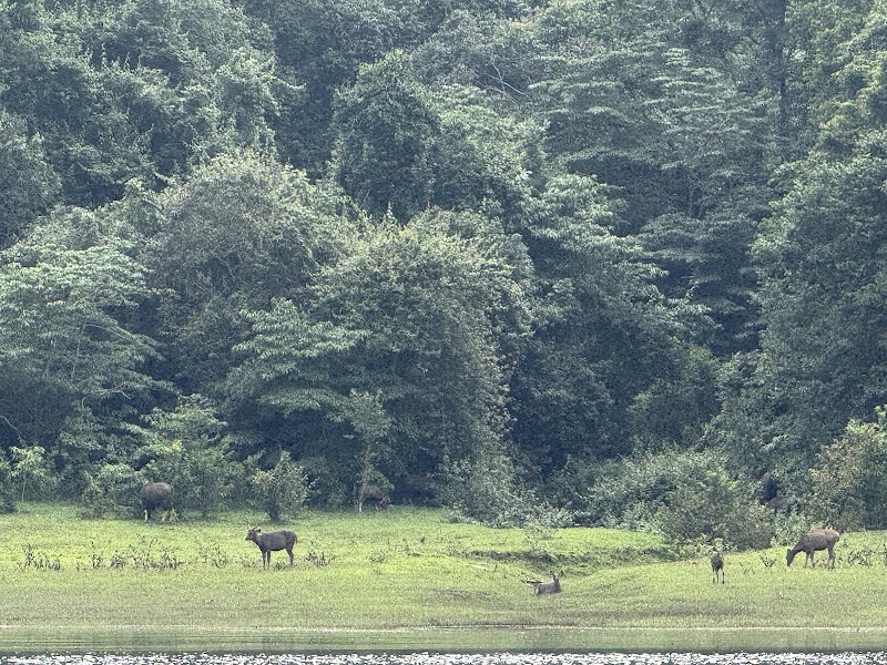 Periyar National Park Ticket Office - Periyar National Park Ticket Office Thekkady, Kumily, Kerala 685509, India