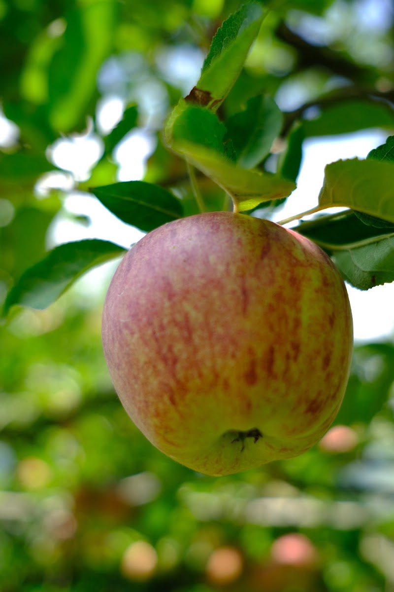 Big Bear Farms - Big Bear Farms, Johnsons Orchards, PO, 21, National Highway, opposite Raison Rafting Point, Raison, Himachal Pradesh 175128, India