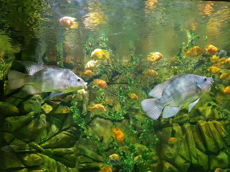 Funtastic Aquarium - Funtastic Aquarium, Gilan Province, Bandar Anzali, منطقه آزاد انزلی،کیلومتر 5، Fatehi Blvd, FM3F+8XX, Iran