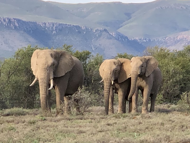Karoo Wild Safaris - Karoo Wild Safaris, Kleinpoort, 6236, South Africa