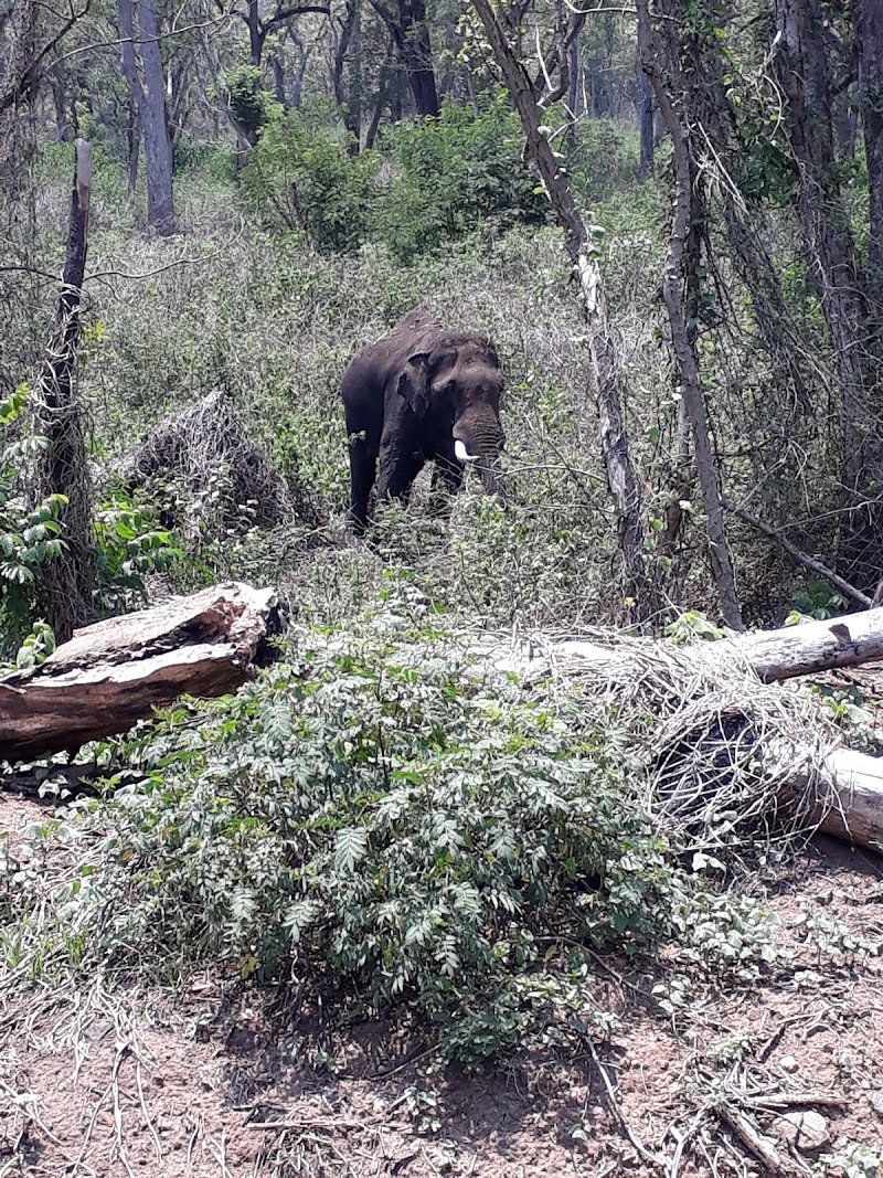 Cauvery Wildlife Sanctuary,Mandya-Ramanagara zone. - Cauvery Wildlife Sanctuary,Mandya-Ramanagara zone., 8862+JQX, Basavana Betta Forest, Karnataka 571421, India