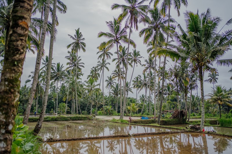 Uma Harum Sari - Uma Harum Sari J78Q+GP, Taro, Tegallalang, Gianyar Regency, Bali 80561, Indonesia