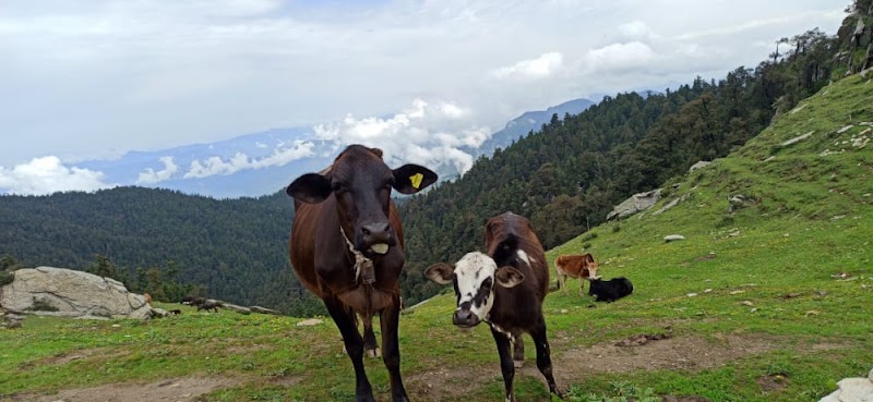 Churdhar - Churdhar, Himachal Pradesh, India