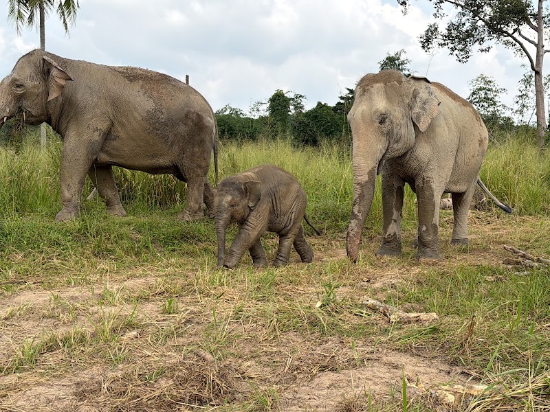 Pattaya Ethical Elephant Tour (Living Green Elephant Sanctuary) - Pattaya Ethical Elephant Tour (Living Green Elephant Sanctuary) 524 Soi Buakhao, Muang Pattaya, Amphoe Bang Lamung, Chang Wat Chon Buri 20150, Thailand