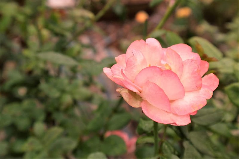 Vườn Hồng Sweet Rose - Vườn Hồng Sweet Rose, Cuối Ngõ 264 Âu Cơ, Hồng Hà, Hà Nội, Vietnam
