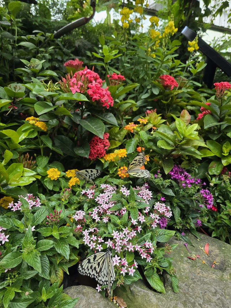 Butterfly Garden - Butterfly Garden 70 Airport Blvd., Singapore 819661