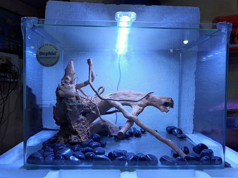 Sea world fish aquarium - Sea world fish aquarium 34PW+VHX, Civil Lines, Bilaspur, Masanganj, Chhattisgarh 495001, India