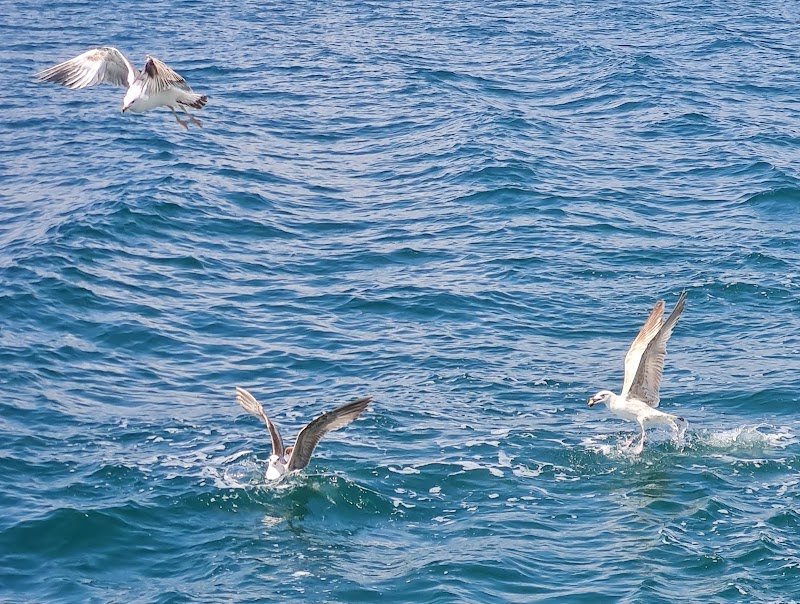 Kadıköy - Kadıköy, Caferağa, 34710 Kadıköy/İstanbul, Türkiye