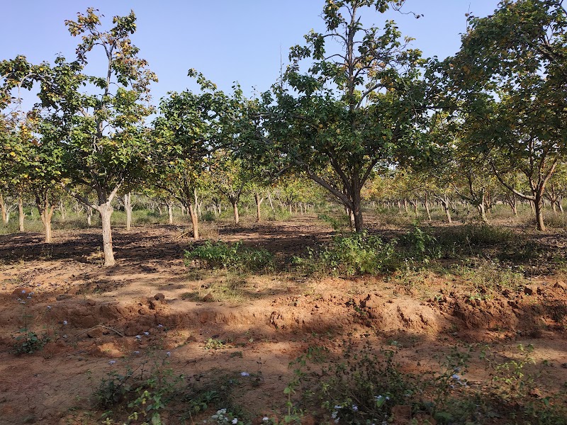 Naspati garden - Naspati garden F7W6+WW5, near upperr ghagri, Netarhat, Jharkhand 835218, India