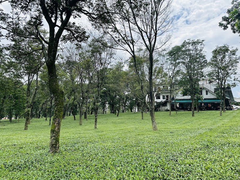 Wah Tea Estate - Wah Tea Estate, Panchrukhi Rd, Patti, Deogran, Dohal, Himachal Pradesh 176067, India