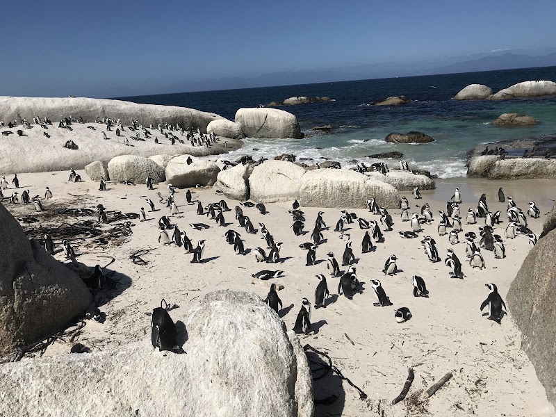 Boulders Beach - Boulders Beach, Simon's Town, Cape Town, 7995, South Africa