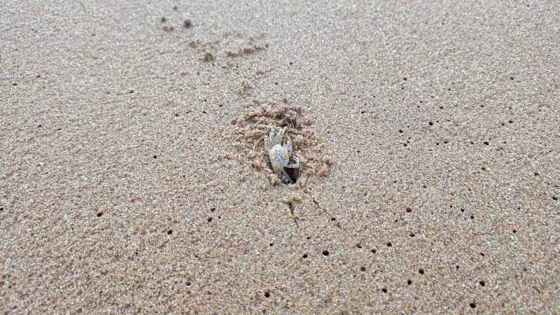Kochuveli Beach - Kochuveli Beach, Madhavapuram Colony, Veli, Thiruvananthapuram, Keralam 695021, India