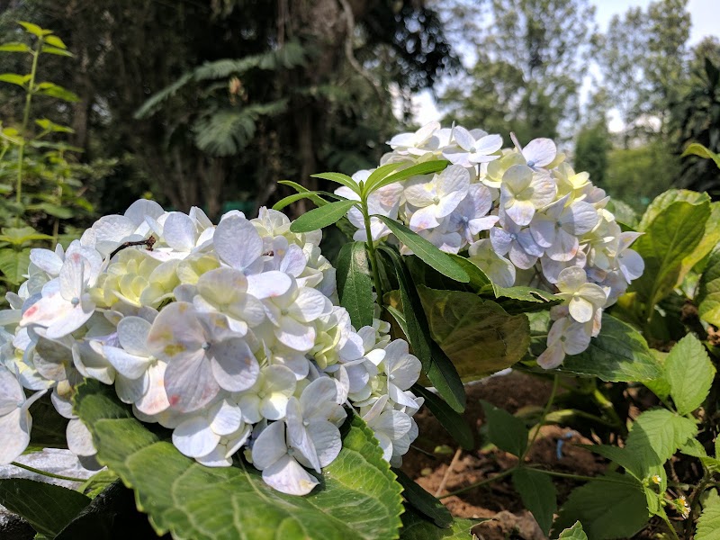 Yercaud Rose Garden - Yercaud Rose Garden Q6C2+R82, Yercaud, Tamil Nadu 636601, India