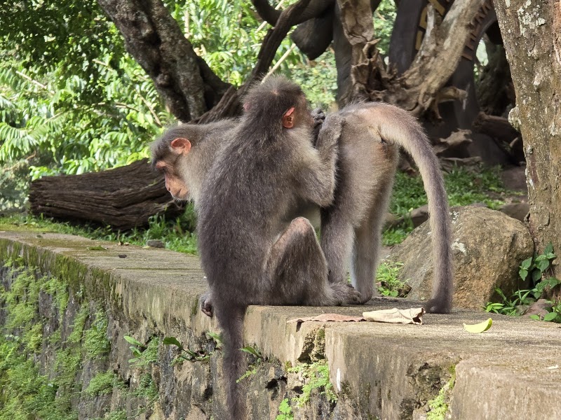 Periyar National Park Ticket Office - Periyar National Park Ticket Office Thekkady, Kumily, Kerala 685509, India